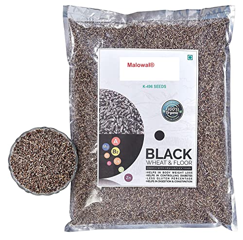Malowal® Organic Wheat For Eating & Cooking (5 KG, Black Wheat)
