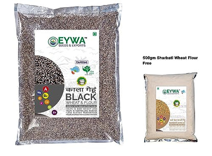 BLACK WHEAT GRAINS (15 KG) for eating and cooking | kale gehu daane | Produce of India from Organic Farms | BY EYWA