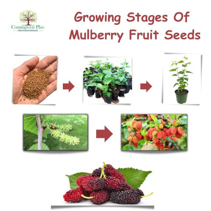 Countgreen Plus Organic Mulberry (Sehtut) Non-GMO Plating 100 Fruit Seeds for Home, Garden, Terrace, Balcony - All Season Growing Seeds