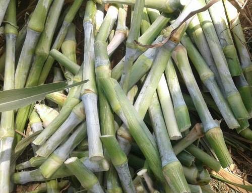 Napier grass for livestock feed 