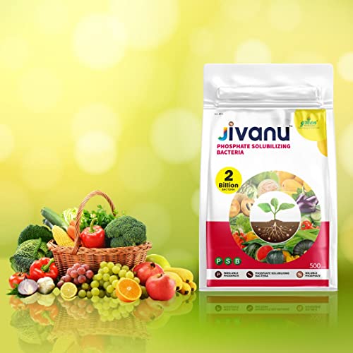 Jivanu PSB (Phosphate Solubilizing Bacteria – PSB) Bio Fertilizers For Agriculture, Garden, Soil Fertility, and Plant Nutrition. Pack of 1 (500 Grams).