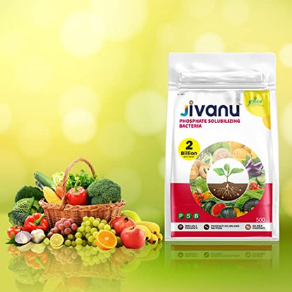 Jivanu PSB (Phosphate Solubilizing Bacteria – PSB) Bio Fertilizers For Agriculture, Garden, Soil Fertility, and Plant Nutrition. Pack of 1 (500 Grams).
