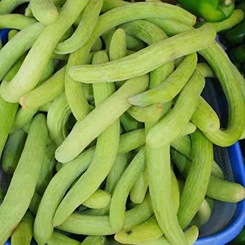 MYLAWN Armenian - Light Green Cucumber-A8K-120Seeds