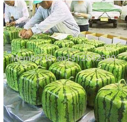 New 20 pcs SQUARE WATERMELON SEEDS SWEET FRUIT SEEDS NEW GENERATION SCARCE HOME GARDEN courtyard PRECIOUS HEIRLOOM