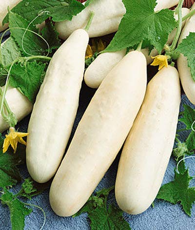 Golden Hills Farm (AVG 100-282) seeds F1 HYBRID WHITE CUCUMBER SEEDS (VEGETABLE SEEDS)