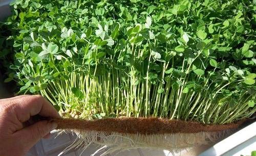WE Hydroponics microgreens Coco mat 2ft x 1ft Set of 2pc,12mm Thick mat, Perfect for Microgreens, Natural Product
