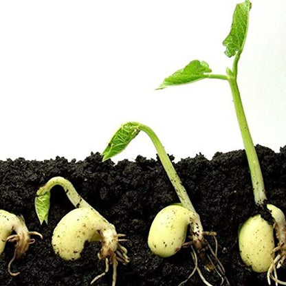 germination