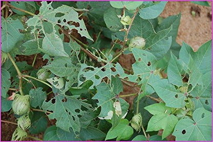 स्पोडोप्टेरा लिटुरा ट्रैप (25 नंबर का पैक)