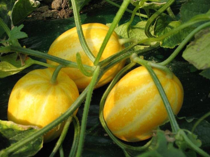 Ritz Farming® Musk melons seeds | Yellow Oriental Muskmelons Seed | fruit seeds For Your Garden and home planting Pack of 100 seeds