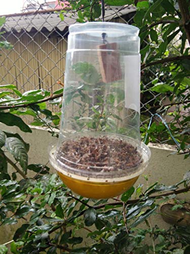 fruit fly traps 10 nos