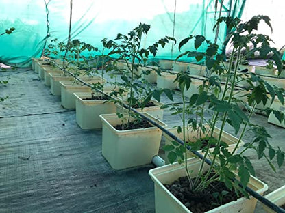 City Greens Dutch Bucket Hydroponic System Or Bato Bucket - for Vining Crops | Tomatoes | Cucumber | Pepper | Brinjal etc - Set of 5 (Colour Black).