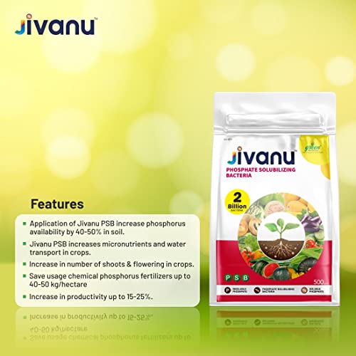 Jivanu PSB (Phosphate Solubilizing Bacteria – PSB) Bio Fertilizers For Agriculture, Garden, Soil Fertility, and Plant Nutrition. Pack of 1 (500 Grams).