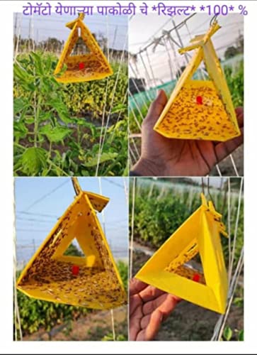 Delta Sticky Insect pheromone Trap Used for brinjal Shoot Borer & Tomato Leaf Miner (50)