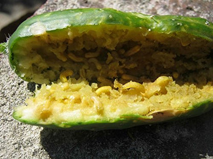 CUCURLURE: Nature's Trap for Destructive Fruit Flies