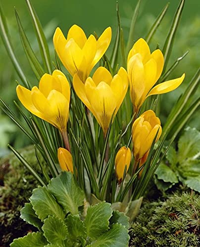 Saffron Crocus Fower Bulb