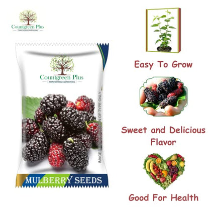 Countgreen Plus Organic Mulberry (Sehtut) Non-GMO Plating 100 Fruit Seeds for Home, Garden, Terrace, Balcony - All Season Growing Seeds