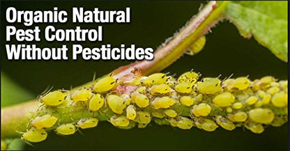 Neem Oil for Plant Pest Control - Organic Pesticide Plants and Flowers Use Insects Pesticides 100Ml