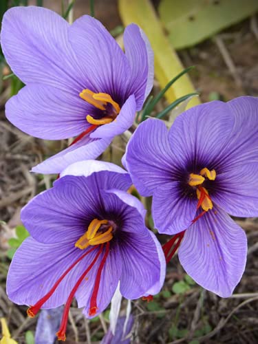 saffron onion