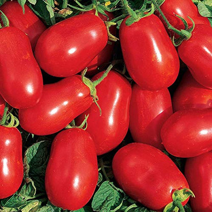 Green World Combo of [TOMATO VS 1 + TOMATO DAKSH SONA + TOMATO HEIRLOOM ROMA] Seeds With Organic Nutrients Manure