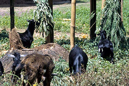 अल्फाल्फा के बीज 100 ग्राम