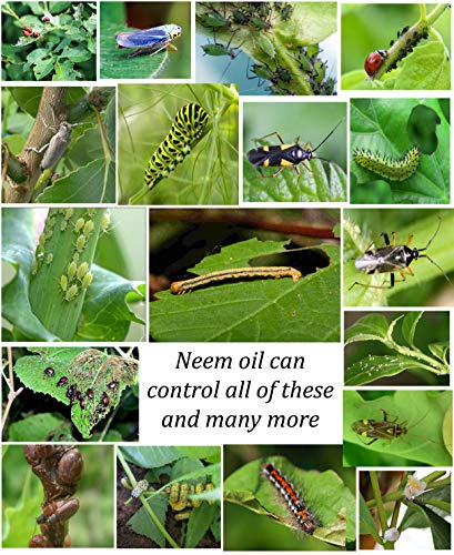 pest contolled by neem oil