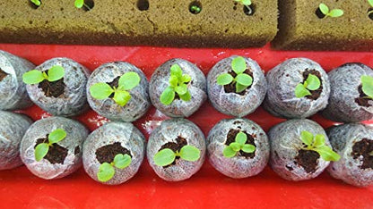 WE Hydroponics Coco Pellets 50mm -Set of 35, Jiffy Made, Soilless Germination Medium, Coco disc
