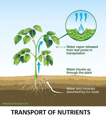 tata bahar enhances transport of nutrients