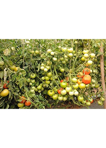 Syngenta Saaho (TO-3251) Hybrid Tomato seeds, 3500SD packing