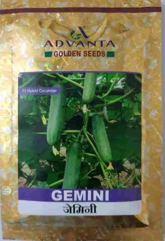 advanta upl hybrid golden seeds gemini cucumber 1000 pcs