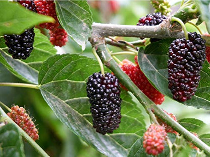 JooGTooK Dwarf Mulberry Tree Everbearing Morus Nigra Indoor or Outdoor Plants