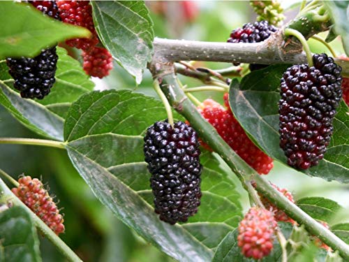 JooGTooK Dwarf Mulberry Tree Everbearing Morus Nigra Indoor or Outdoor Plants
