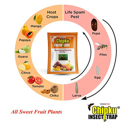 Chipku- Bactocera Dorsalis Fruit Fly Outdoor ECOMAX Pheromne Trap with Lure Pack of 50