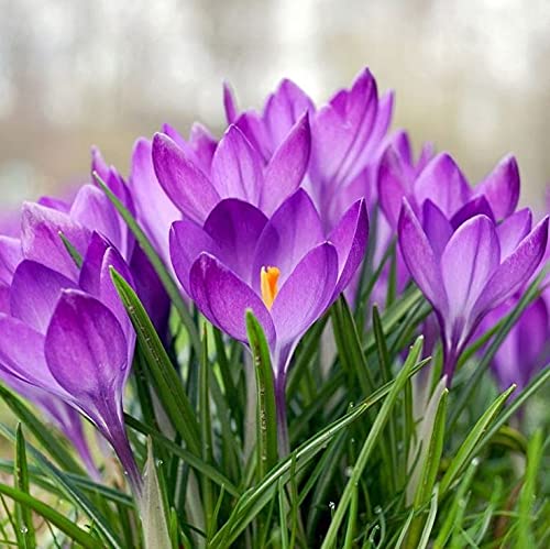 Saffron Crocus Fower Bulb