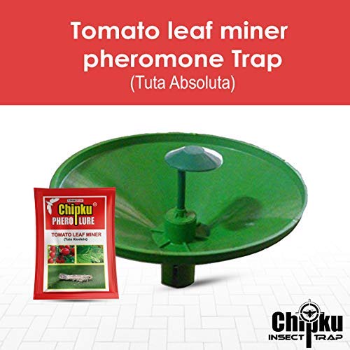 how to control tomato leaf miner