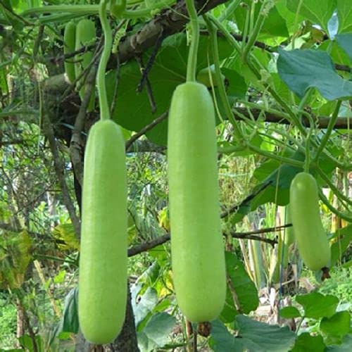 Advanta गोल्डन सीड सुनंद हाईब्रिड F1 शॉर्ट बॉटल लौकी के बीज 20gm (10gm x 2 का पैक) - लौकी