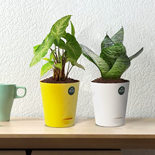 TrustBasket Snake Plant and Syngonium with Attractive Self Watering Pot Pot | Air Purifying Indoor Live Plant for Living Room, Home Decor & Workspace use.