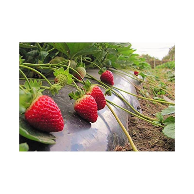 mulching paper for strawberry