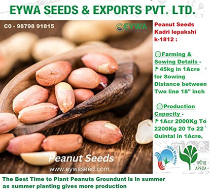 Peanut Seeds k 1812 (Kadri Lepakshi), Raw Moongfali Dana | Whole Peanuts| 15 KG