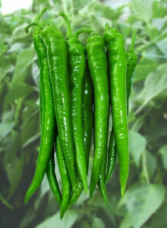 Radha Krishna Agriculture® Imported Chilli seeds |vegetable seeds For Your Home & kitchen Gardening Pack of 5 grm