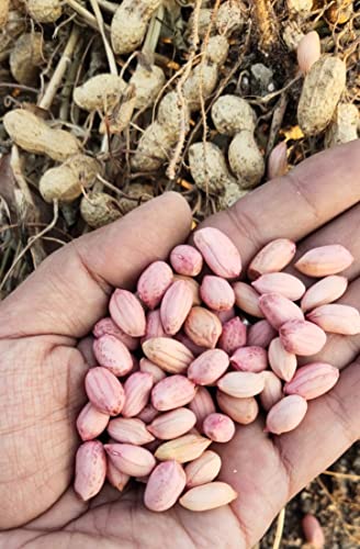 Peanut Seeds k 1812 (Kadri Lepakshi), Raw Moongfali Dana | Whole Peanuts| 15 KG