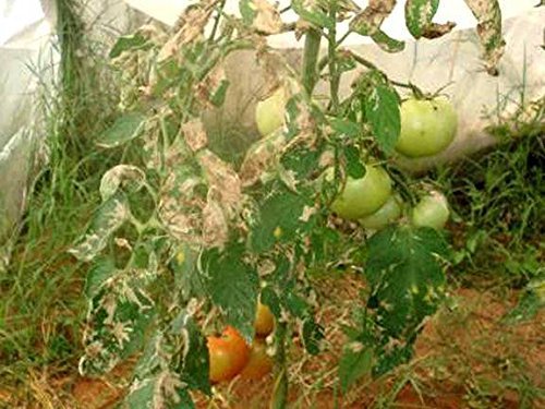 टुटा एब्सोल्यूटा (टमाटर लीफ माइनर) के लिए फेरोमोन ल्यूर बिना जाल के रिप्लेसमेंट ल्यूर - 10 नंबर