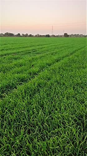 EYWA Punjab खेती और बुवाई के लिए प्राकृतिक काले गेहूं के बीज (5 KG)