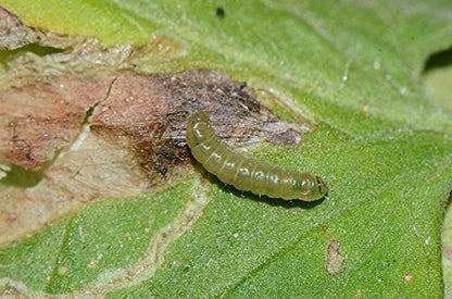 tomato pest