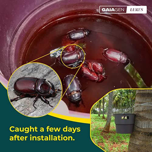 Gaiagen's Rhinoceros Beetle Lure: पाम ट्री विनाश विरुद्ध तुमची नैसर्गिक ढाल!
