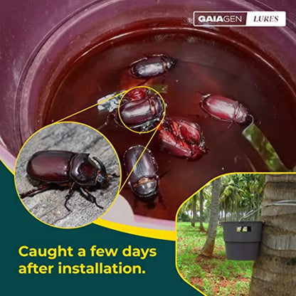 Gaiagen's Rhinoceros Beetle Lure: पाम ट्री विनाश विरुद्ध तुमची नैसर्गिक ढाल!