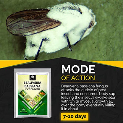 Tired of Pests Attacking Your Growing Crops? Discover OrganicDews Beauveria Bassiana!