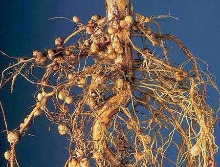 BAZODO Rhizobium Bacteria Biofertilizer - 1kg Pack
