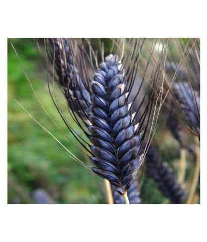 BANDHAL- Organic Black Wheat For Eating & Cooking 900 gm. Premium Black Wheat Sharbati Wheat I Anti oxidant I Whole grain I Kala Gehu