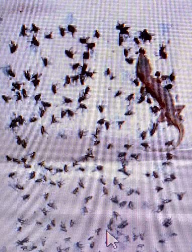 Spicado Traders Fly Trap for Home Glue Trap for House Fly , Sticky Fly Stick Paper Pack of 5