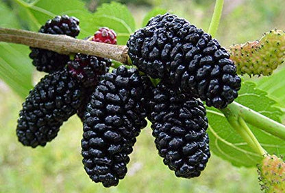 Countgreen Plus Organic Mulberry (Sehtut) Non-GMO Plating 100 Fruit Seeds for Home, Garden, Terrace, Balcony - All Season Growing Seeds